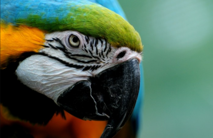 стемминг и лемматизация это